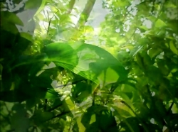 خیلی خیلی کوچک (1) (یک جفت کرم ابریشم)